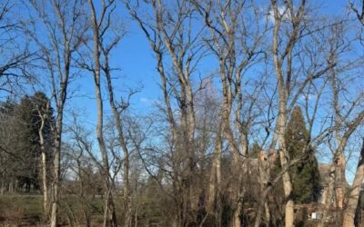 Never Cut Down a Tree in Winter